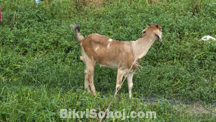 কোরবানির খাসি।